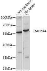 TMEM44 Antibody in Western Blot (WB)