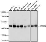 ARMC6 Antibody in Western Blot (WB)