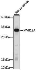 MVB12A Polyclonal Antibody
