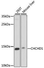 CHCHD1 Polyclonal Antibody