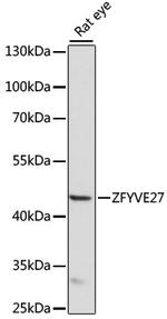 ZFYVE27 Antibody in Western Blot (WB)