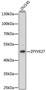 ZFYVE27 Polyclonal Antibody