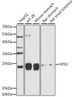 GPX2 Antibody in Western Blot (WB)
