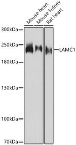 Laminin gamma-1 Antibody in Western Blot (WB)
