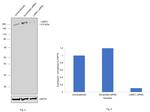 Laminin gamma-1 Antibody in Western Blot (WB)