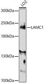Laminin gamma-1 Antibody in Western Blot (WB)