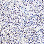 CD80 Polyclonal Antibody