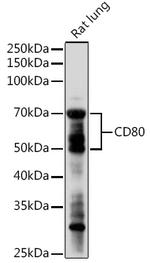 CD80 Antibody in Western Blot (WB)
