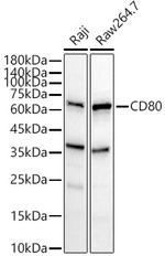 CD80 Antibody in Western Blot (WB)