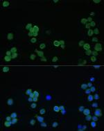 CD42b Antibody in Immunocytochemistry (ICC/IF)