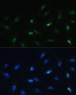HNF4G Antibody in Immunocytochemistry (ICC/IF)
