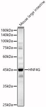 HNF4G Antibody in Western Blot (WB)