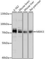 MEKK3 Antibody in Western Blot (WB)