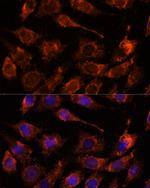 GPRASP1 Polyclonal Antibody