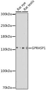 GPRASP1 Antibody in Western Blot (WB)