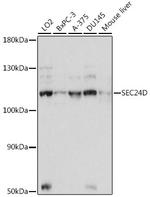 SEC24D Antibody in Western Blot (WB)