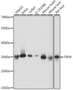 TSFM Antibody in Western Blot (WB)