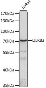 LILRB3 Polyclonal Antibody