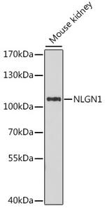 Neuroligin 1 Polyclonal Antibody