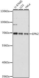 Epsin 2 Antibody in Western Blot (WB)