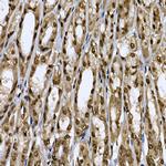 Cdc2L6 Antibody in Immunohistochemistry (Paraffin) (IHC (P))