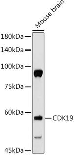 Cdc2L6 Antibody in Western Blot (WB)