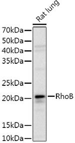 RhoB Antibody in Western Blot (WB)