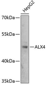 ALX4 Polyclonal Antibody