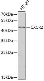 CXCR2 Antibody in Western Blot (WB)