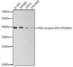 PTGER2 Antibody in Western Blot (WB)