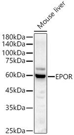 EpoR Antibody in Western Blot (WB)
