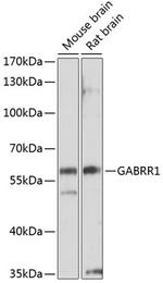 GABRR1 Polyclonal Antibody
