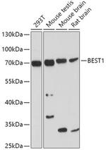 Bestrophin 1 Polyclonal Antibody