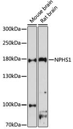Nephrin Polyclonal Antibody