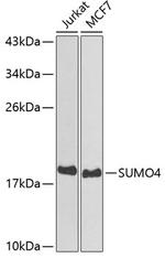 SUMO4 Antibody in Western Blot (WB)