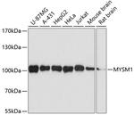 MYSM1 Polyclonal Antibody