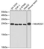 Neurogenin 1 Polyclonal Antibody
