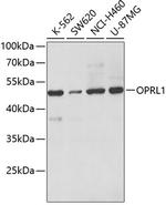 OPRL1 Polyclonal Antibody