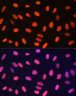 H3R17me1 Antibody in Immunocytochemistry (ICC/IF)