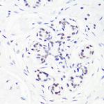 H3R17me1 Antibody in Immunohistochemistry (Paraffin) (IHC (P))