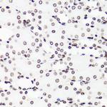 H3R17me1 Antibody in Immunohistochemistry (Paraffin) (IHC (P))