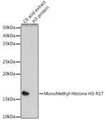 H3R17me1 Antibody in Western Blot (WB)