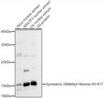 H3R17me2s Antibody in Western Blot (WB)