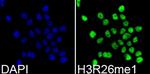 H3R26me1 Polyclonal Antibody