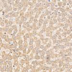 NLK Antibody in Immunohistochemistry (Paraffin) (IHC (P))