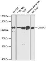 CNGA3 Polyclonal Antibody