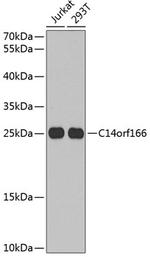 RTRAF Polyclonal Antibody