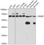 CREBZF Polyclonal Antibody