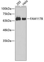 FAM117B Antibody in Western Blot (WB)