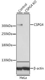 NG2 Antibody in Western Blot (WB)